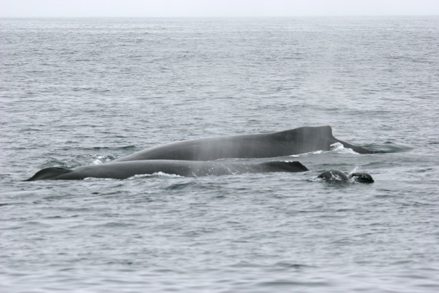 Humpback Whales